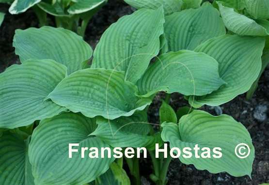 Hosta Chief Sitting Bull